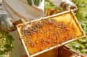 The President's Honey Comes From An On-Site Beehive on Random Weird Things You Didn't Know About Living In The White House