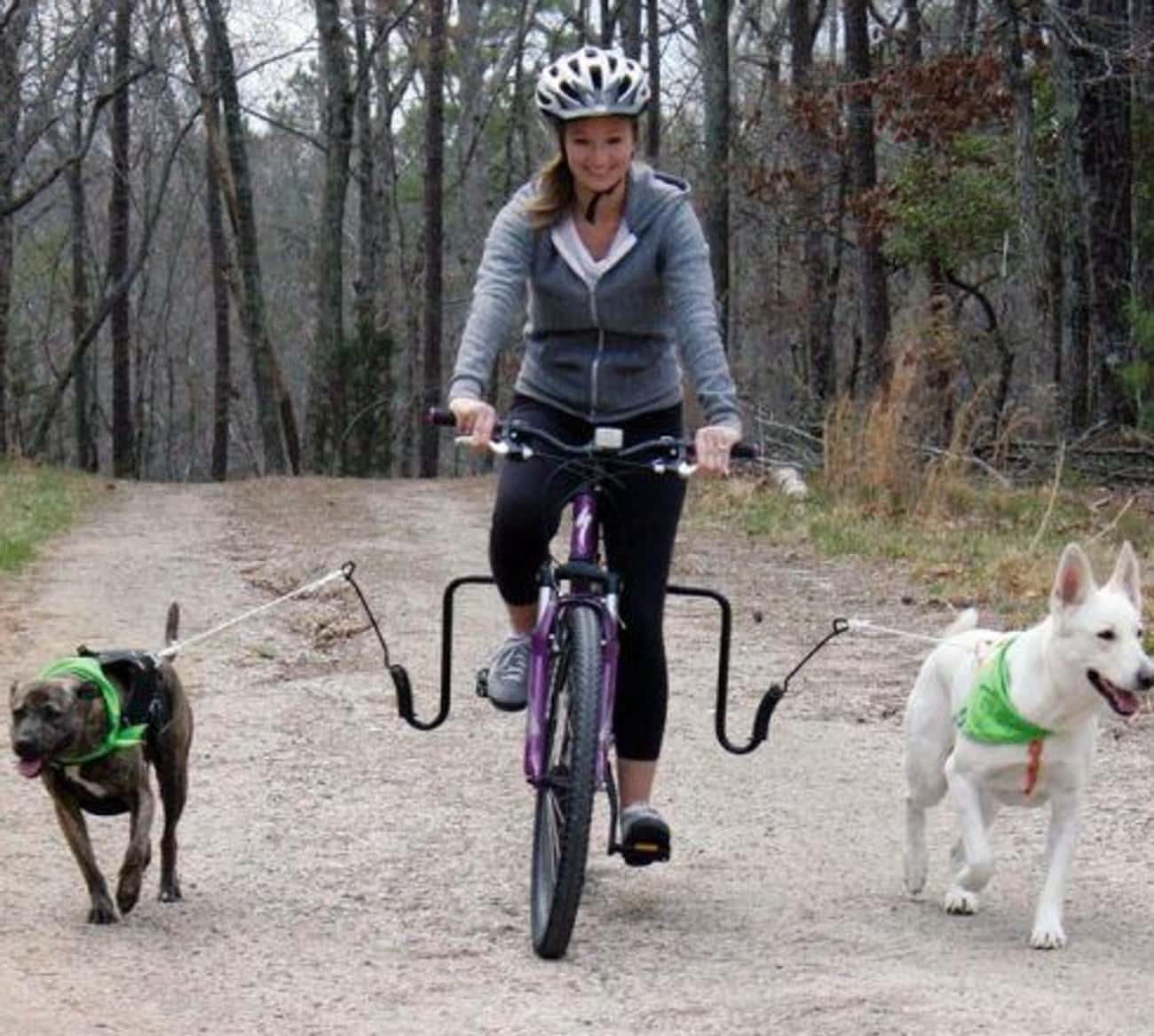 Прогулка с собакой на велосипеде