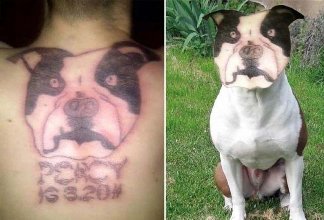 Смешные Татуировки с животными