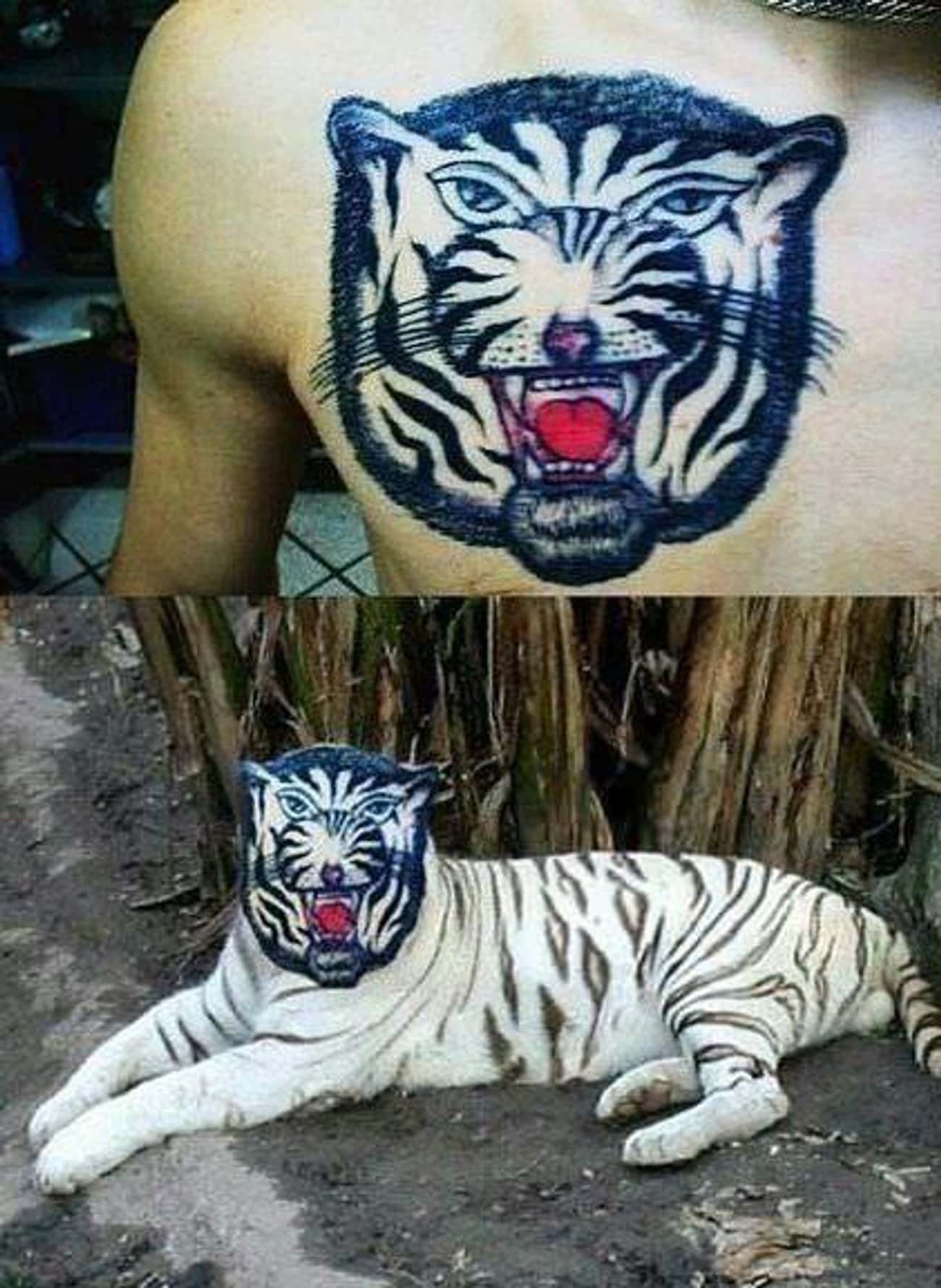 Портак тигр