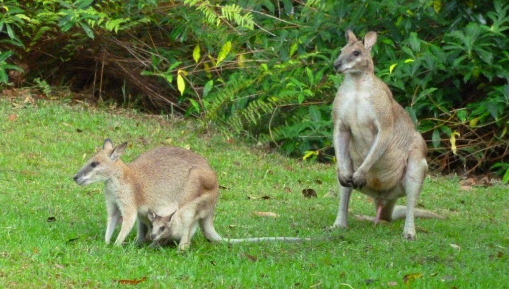 25 Interesting Facts About Marsupials