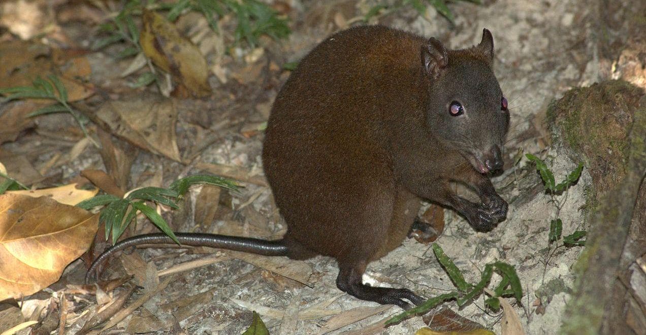 25 Interesting Facts About Marsupials
