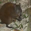 Musky Rat-Kangaroos Can Only Be Found In One Australian Rainforest on Random Fascinating Facts You Probably Never Learned About Marsupials