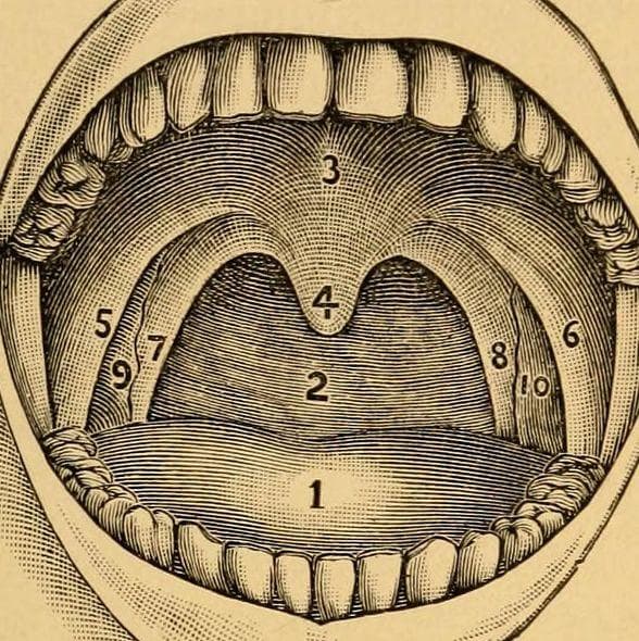 Reasons Why Humans Have Certain Strange Body Parts