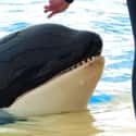A Killer Whale Beached Herself At A SeaWorld-Owned Property on Random Most Awful Incidents to Ever Happen at SeaWorld