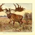 Giant Deer and Hairy Rhinos on Random Crazy Facts About Britain Before Christianity