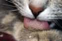 Cat Tongues Are Covered in Barbs on Random Bizarre Anatomical Features Of Common Animals