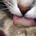 Cat Tongues Are Covered in Barbs on Random Bizarre Anatomical Features Of Common Animals