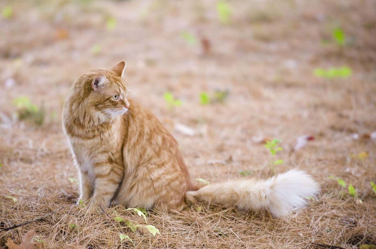 Gillie Cat. Common animal