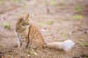 Almost 10 Percent Of Cat Bones Are In Their Tails on Random Bizarre Anatomical Features Of Common Animals