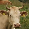 The Number Of Rings On A Cow's Horns Show Its Age on Random Bizarre Anatomical Features Of Common Animals