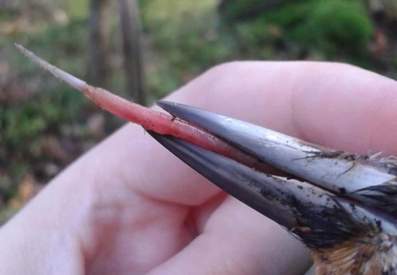 Woodpeckers Have A Bone In Their Insanely Long Tongues
