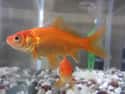 Goldfish Don't Have Stomachs on Random Bizarre Anatomical Features Of Common Animals