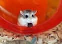Hamsters' Front Teeth Never Stop Growing on Random Bizarre Anatomical Features Of Common Animals