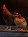 Chickens Sometimes Change Genders on Random Bizarre Anatomical Features Of Common Animals