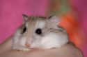 Hamsters' Cheek Pouches Extend From Mouth To Hip on Random Bizarre Anatomical Features Of Common Animals