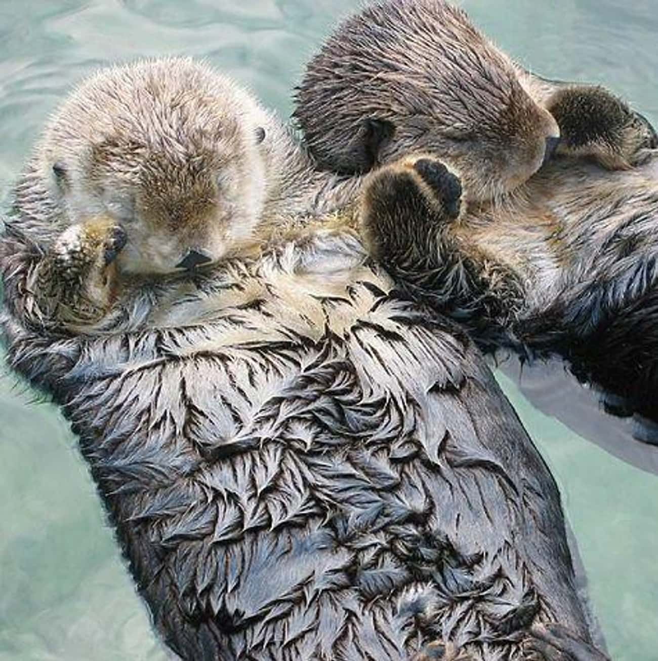 Otters hold hands