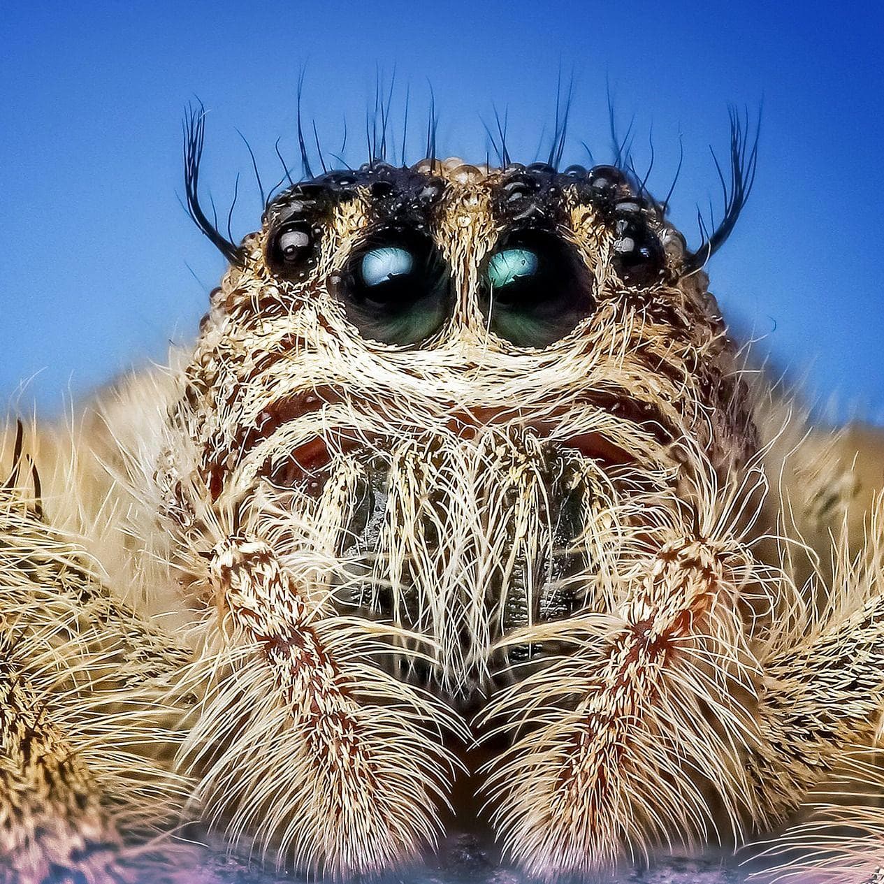 Three-Year-Old Taken to Spider-Filled Cave