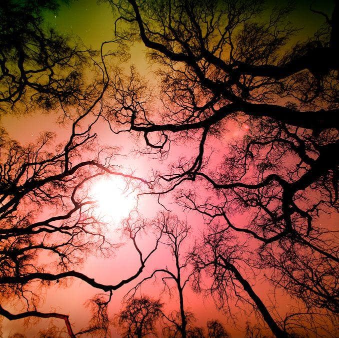 Angeles National Forest