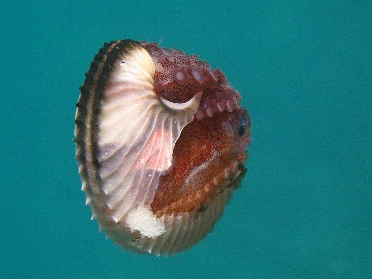 Argonaut Octopuses Have Detatchable Penises