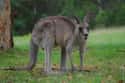 Kangaroos Have Three Vaginas on Random Bizarre Anatomical Features Of Common Animals