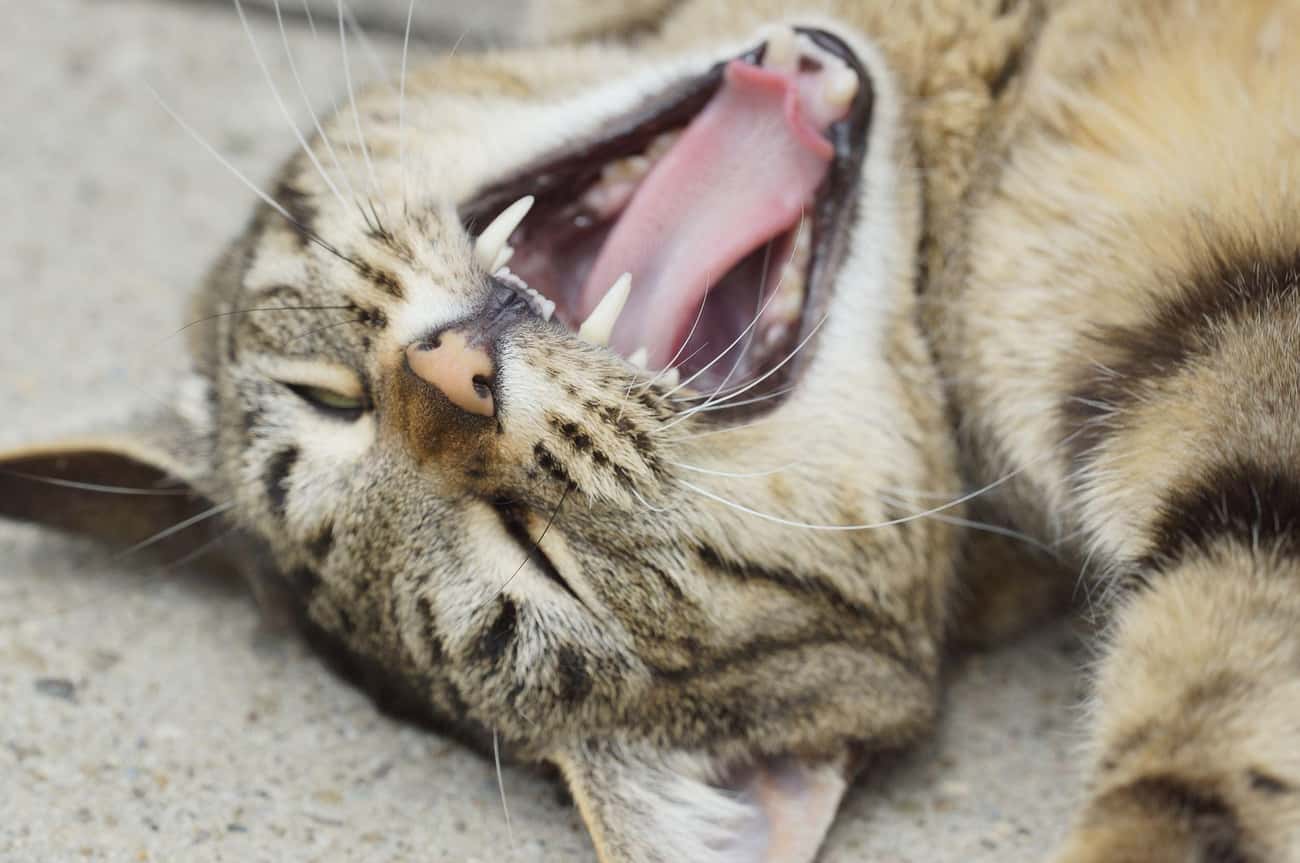 Animals Can Catch a Yawn