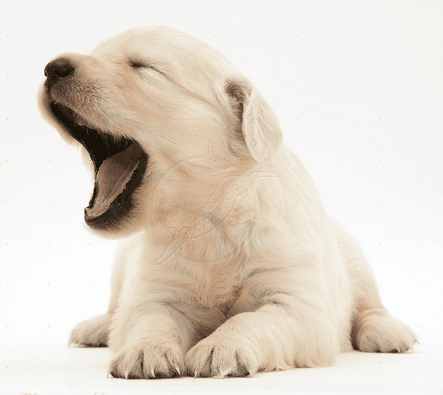 22 Surprising Facts About Yawning You Probably Didn't Know