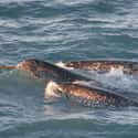 Narwhals Spend A Lot Of Time Swimming Upside-Down on Random Bizarre Things You Didn't Know About Narwhals