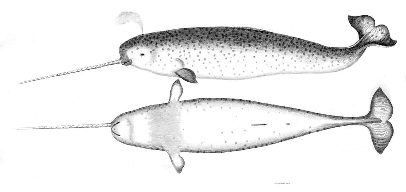 Narwhal Tusk Size Is Related To Testicle Size