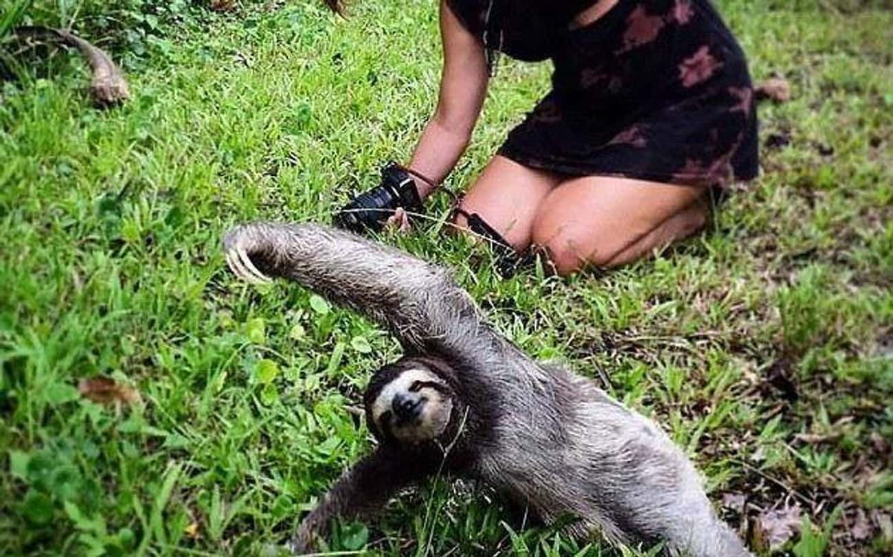 Sloth Serenity