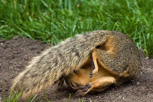 25 Totally Zen Animals Doing Yoga - ViraLuck