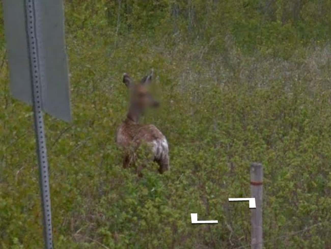 Google Maps Cares About Deer Privacy