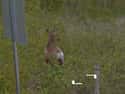 Google Maps Cares About Deer Privacy on Random Funniest Moments in Google Maps History