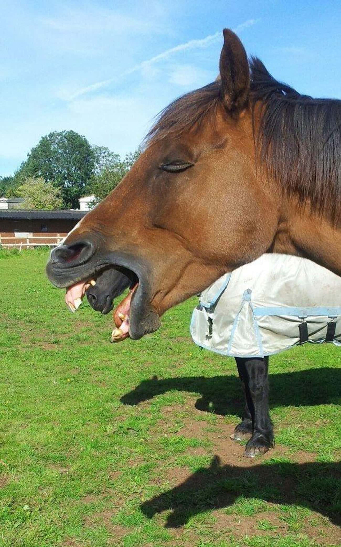 Хочу быть лошадью. Смешная лошадь. Лошадь прикол. Самые смешные лошади.