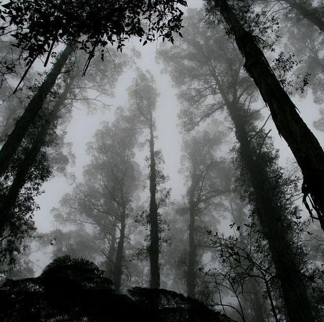 Creepy Backstories and Versions of the Hook Man Urban Legend