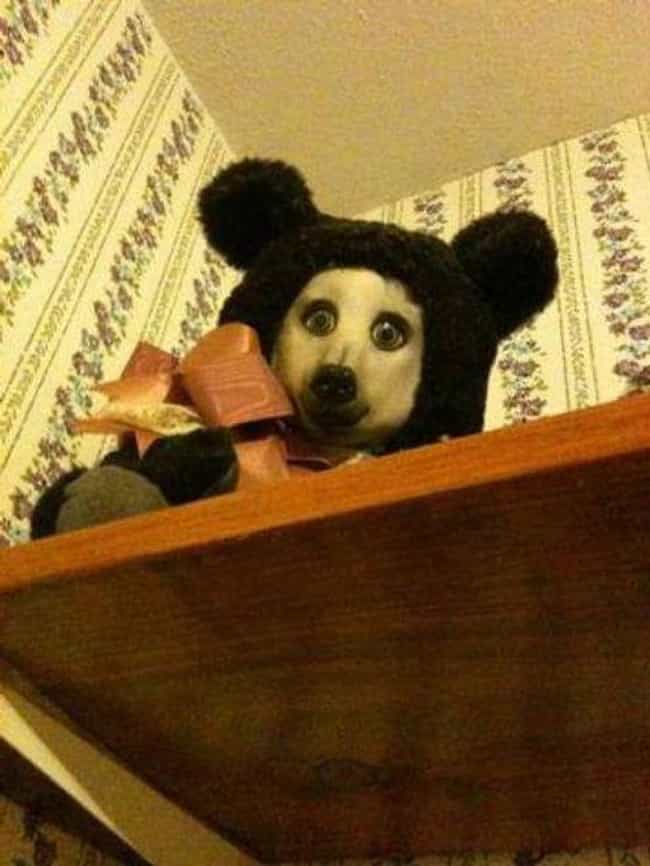 scary stuffed dog