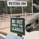 Llama Get This Straight on Random Funniest Signs at the Zoo