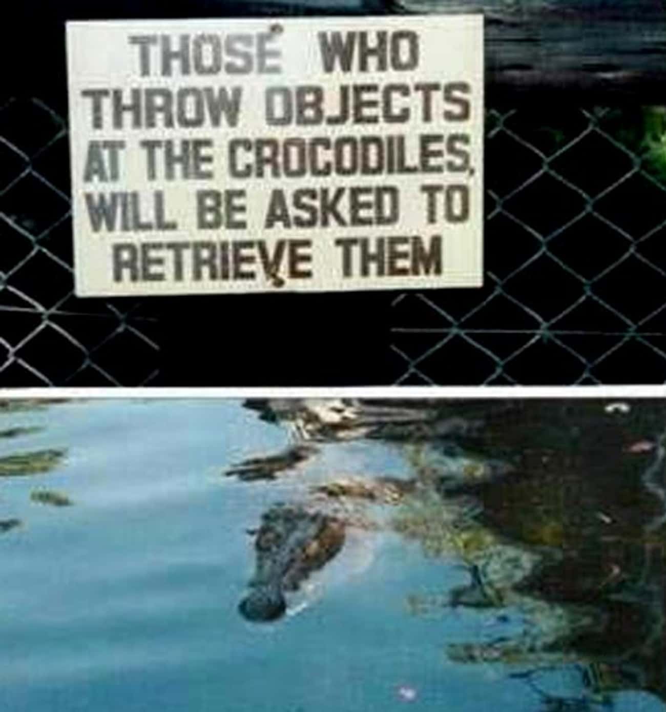 What A Croc