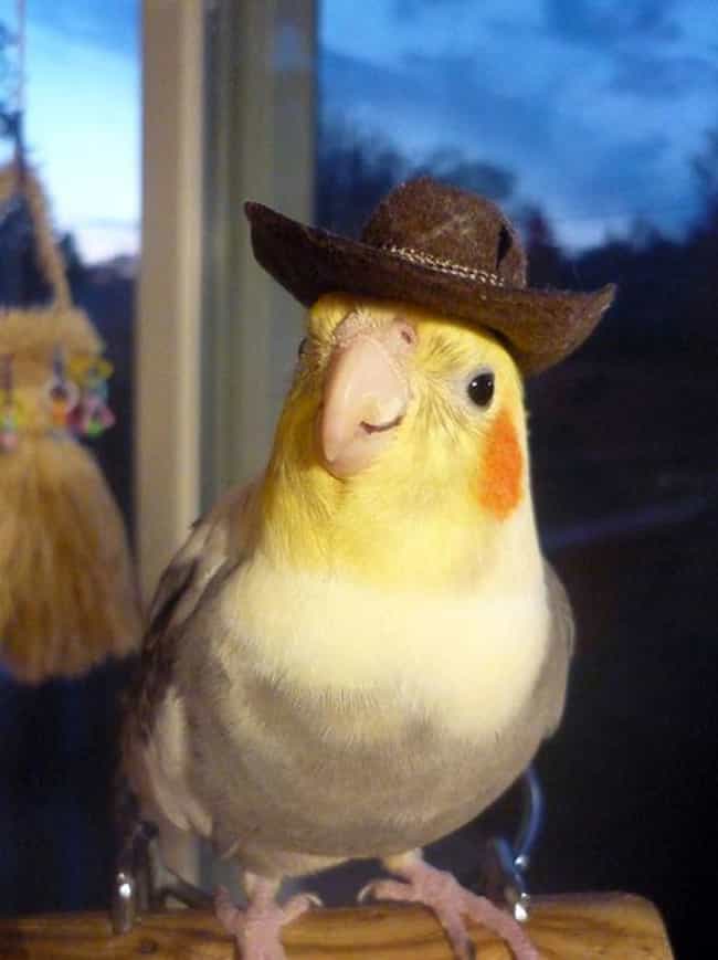 Image result for bird with hat"