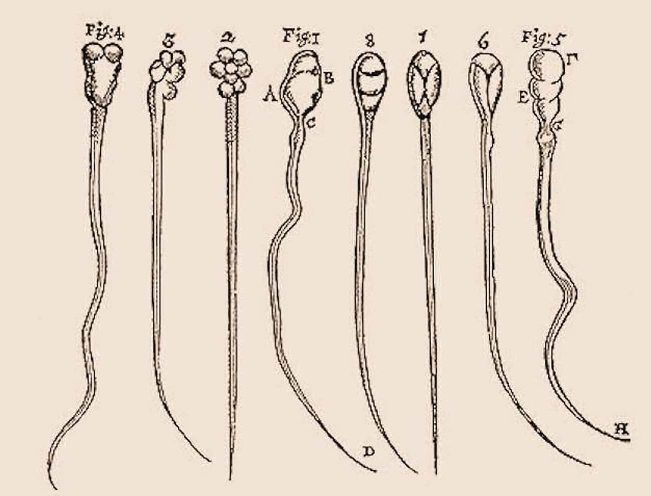 Antonie van Leeuwenhoek Discovered Sperm Cells Using His Own Fluids