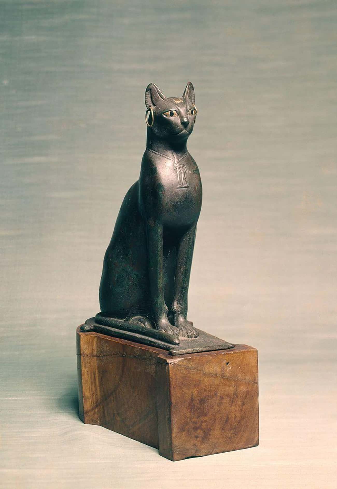 Persians Used Cats To Force Egyptians To Surrender