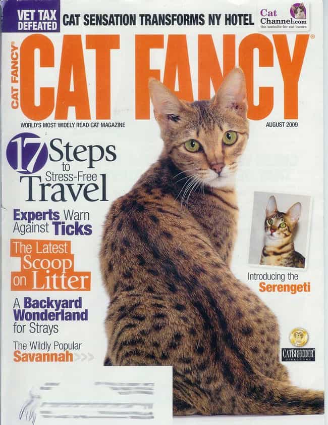 The Most Regal Felines from the Cover of Cat Fancy