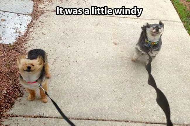 funny windy day artoon