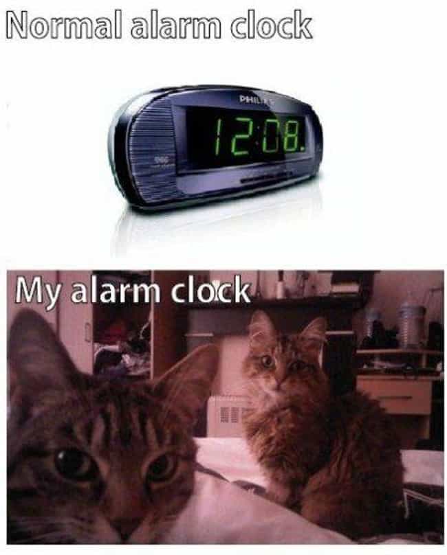 Alarm Cats
