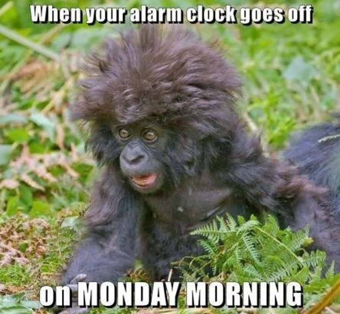 The Funniest Alarm Clock Memes