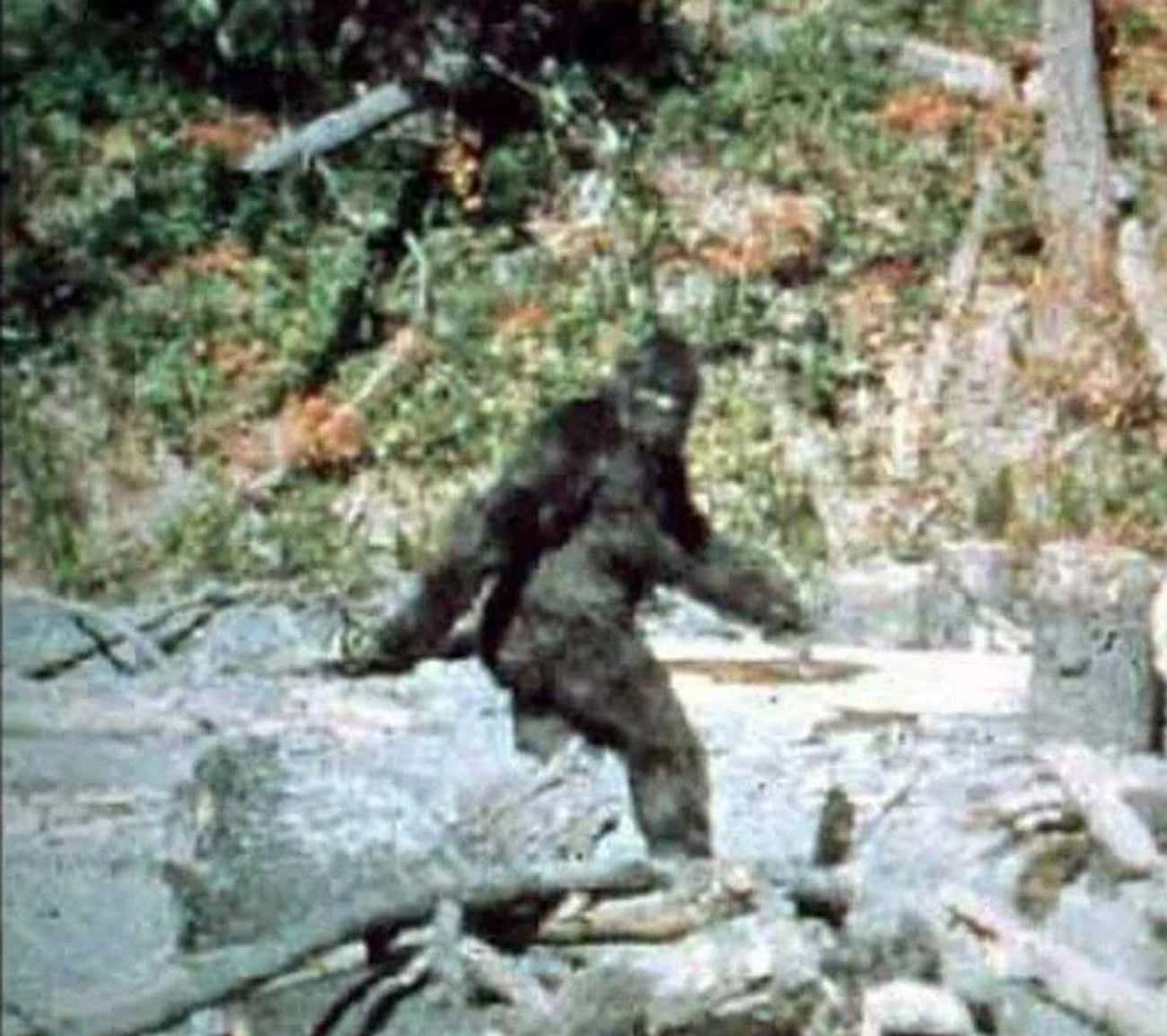 The Bluff Creek Bigfoot Was Just a Man in a Suit, Obviously