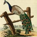Peacock on Random Weirdest Foods From Ancient Roman Cuisin