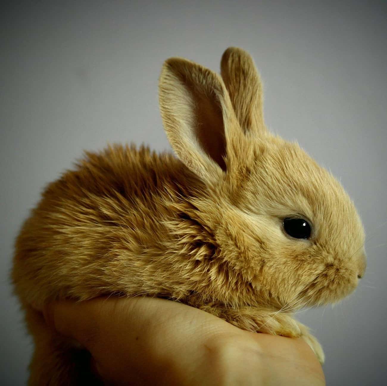 In The &#39;30s, People Believed a Dead Rabbit Meant Pregnancy