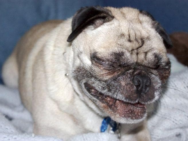 Take a look inside a dog's mouth - YouTube