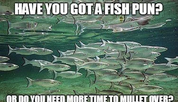 funny fish puns